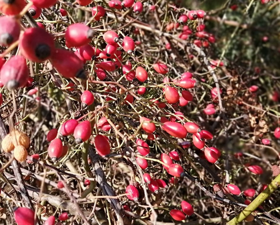 Болезни и вредители шиповника