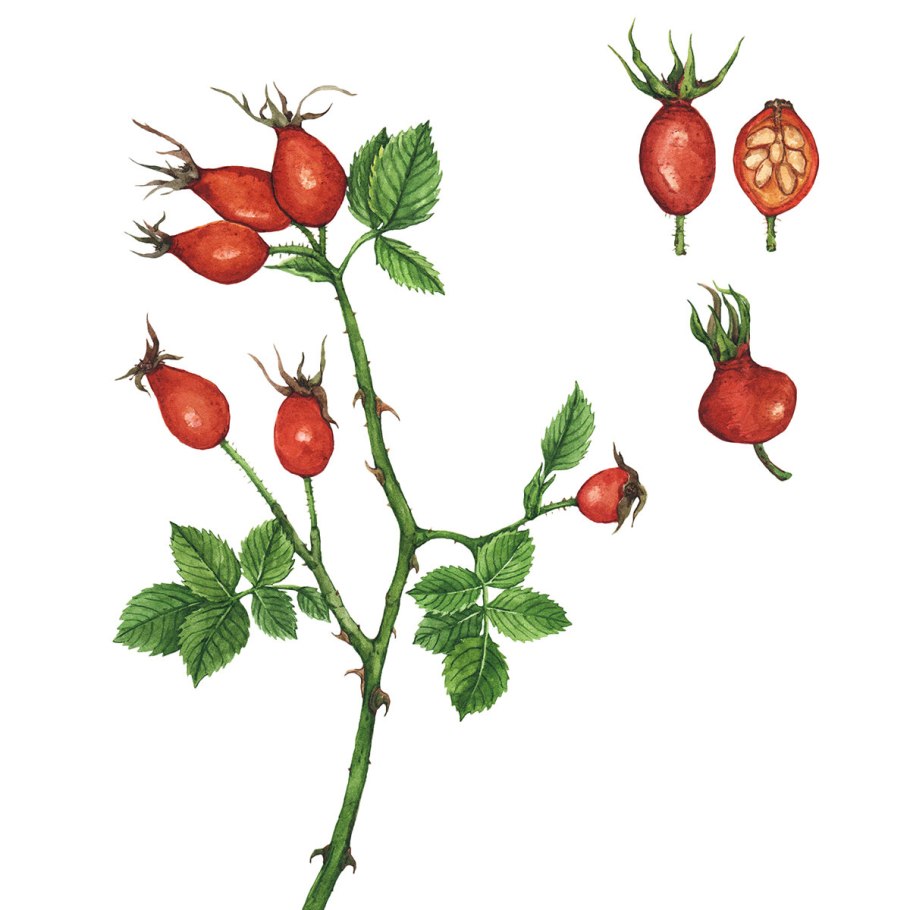 Шиповник акварель