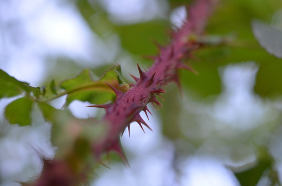 Шиповник колючки