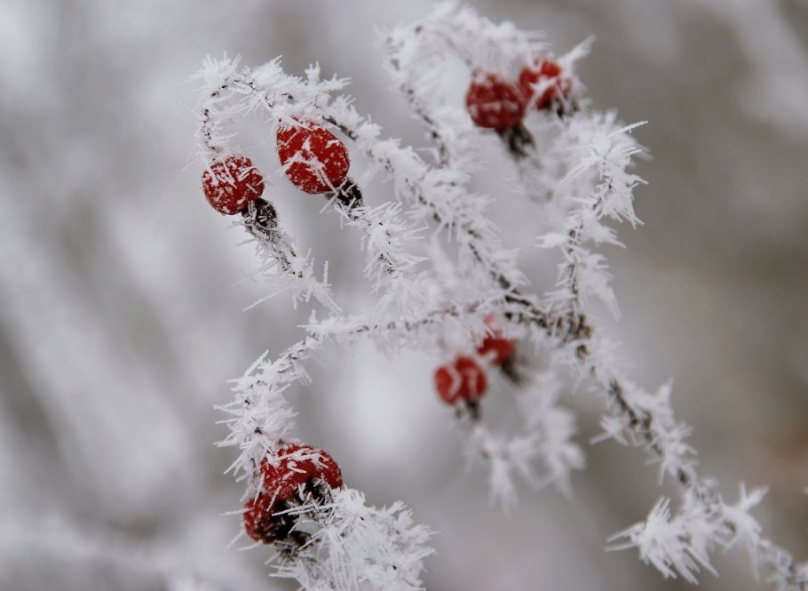 Шиповник иглистый шипы