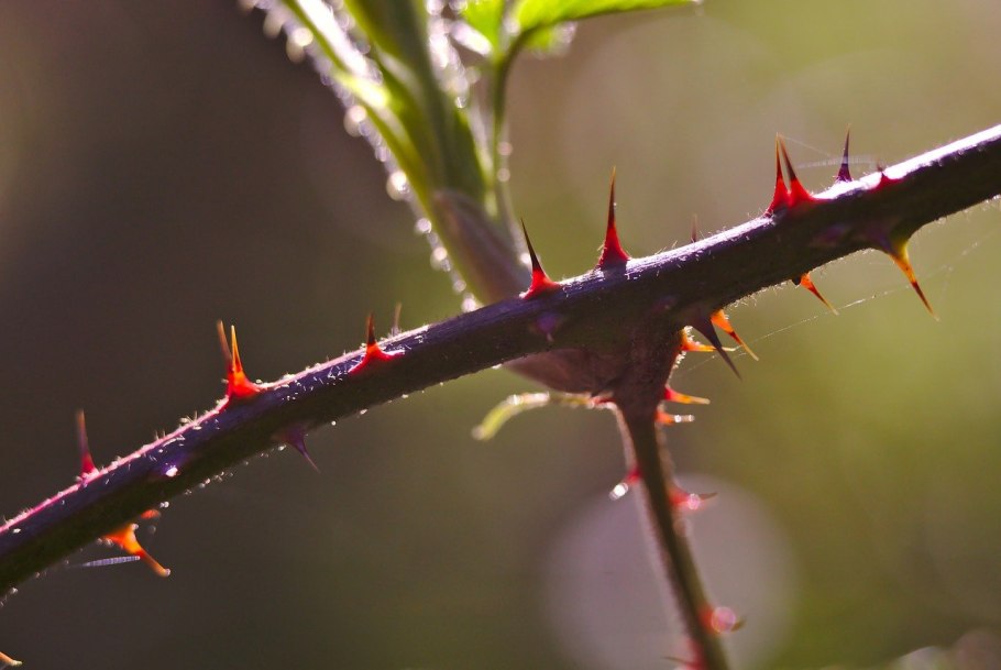 Цветок с острыми шипами