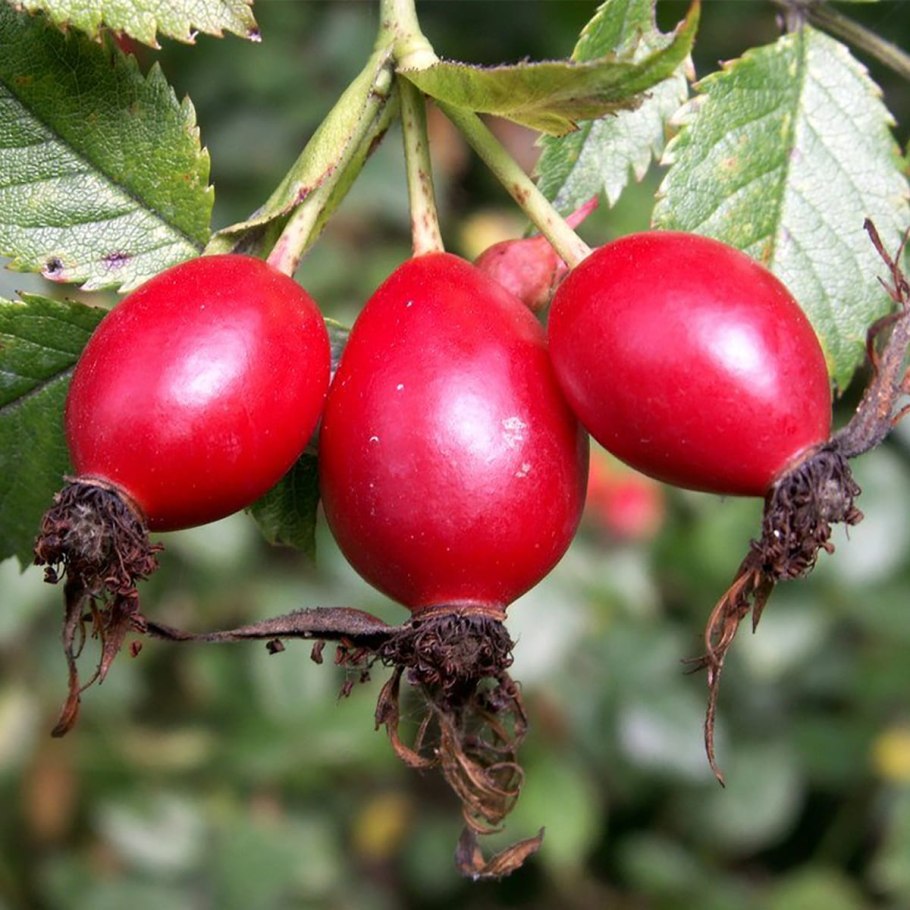 Растения с шипами