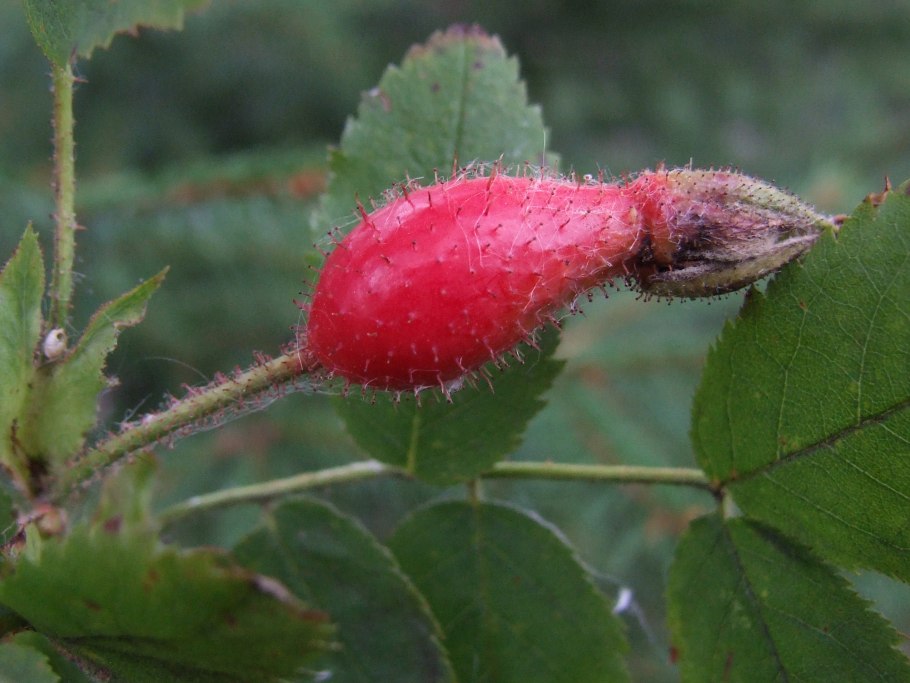 Шиповник цветы