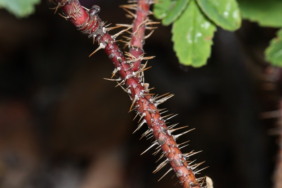 Шипы махрового шиповника