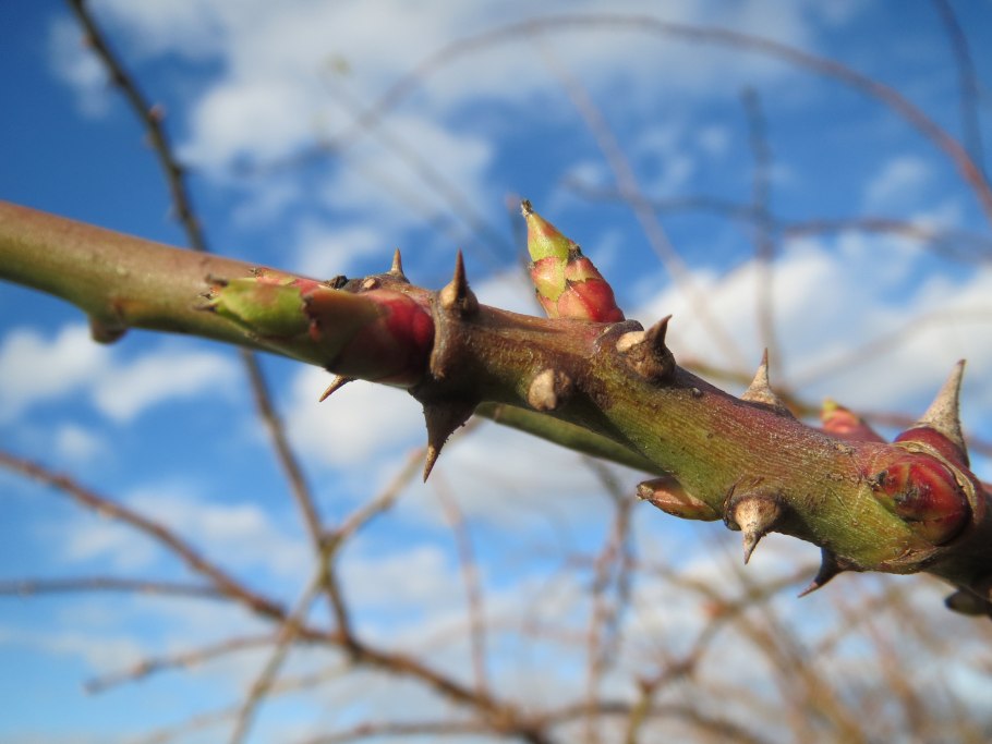 Шиповник с длинными шипами