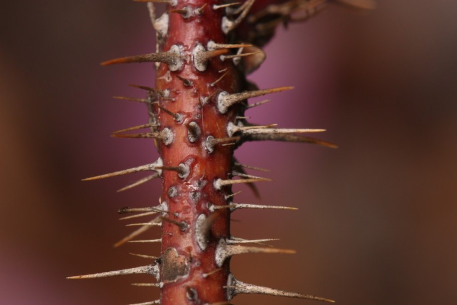Новогодние деньки снег морозный колкий