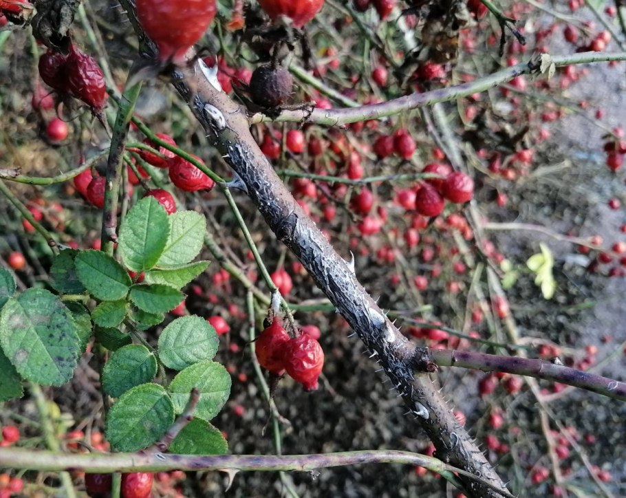 Шиповник колючки