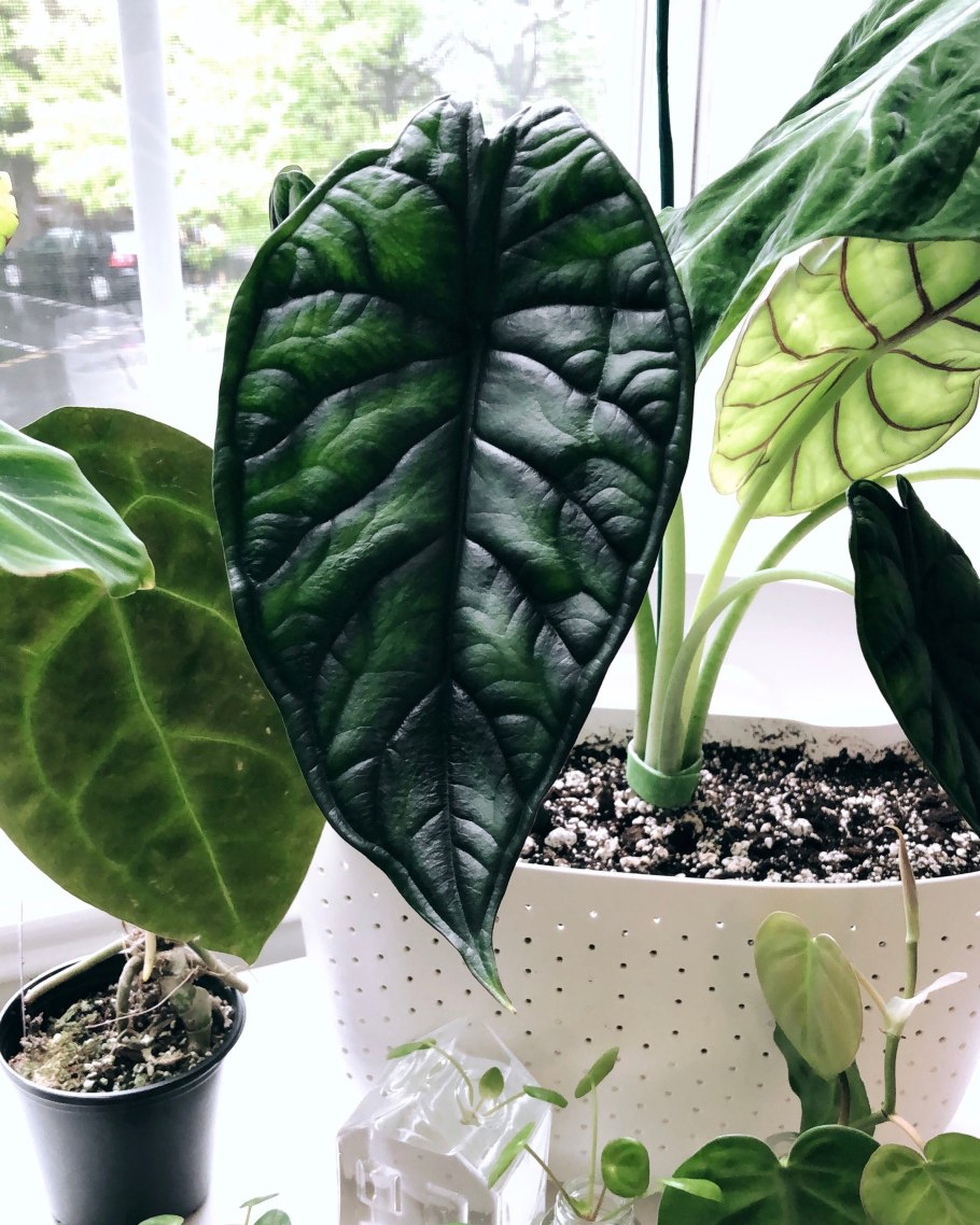 Алоказия Silver Dragon, Dragon Scale