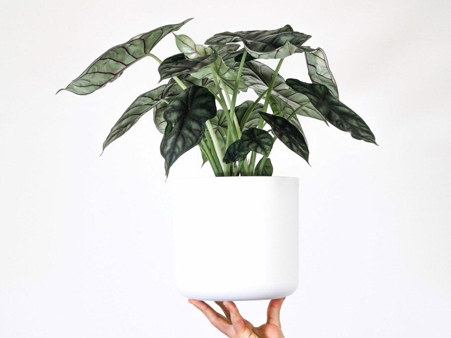 Алоказия Пинк дракон