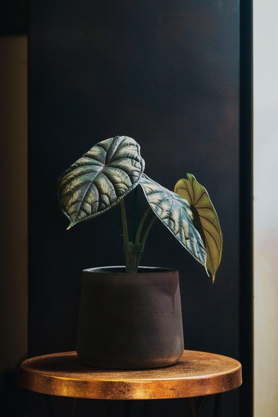 Фото алоказия пик дракон