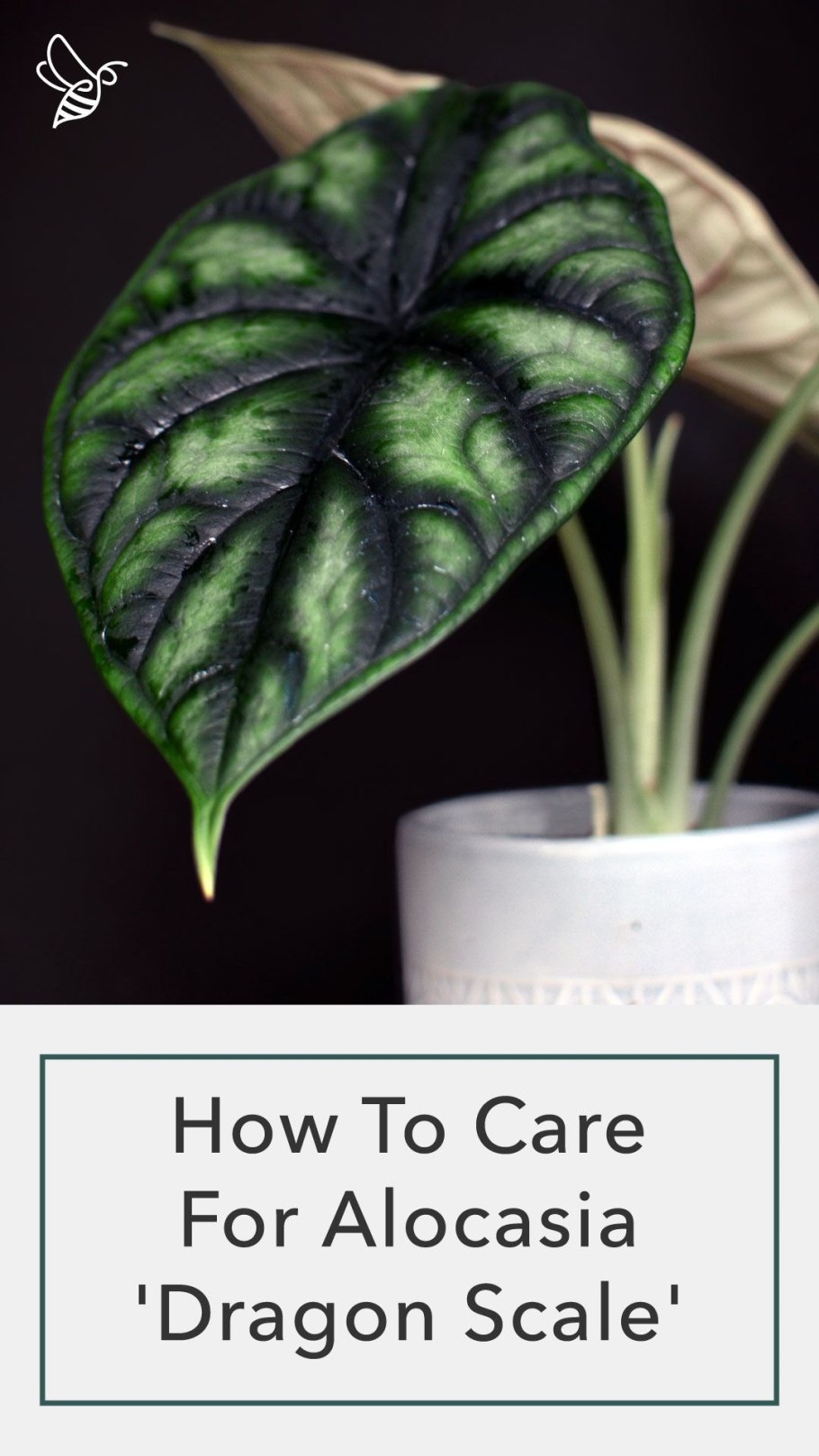 Алоказия silver dragon