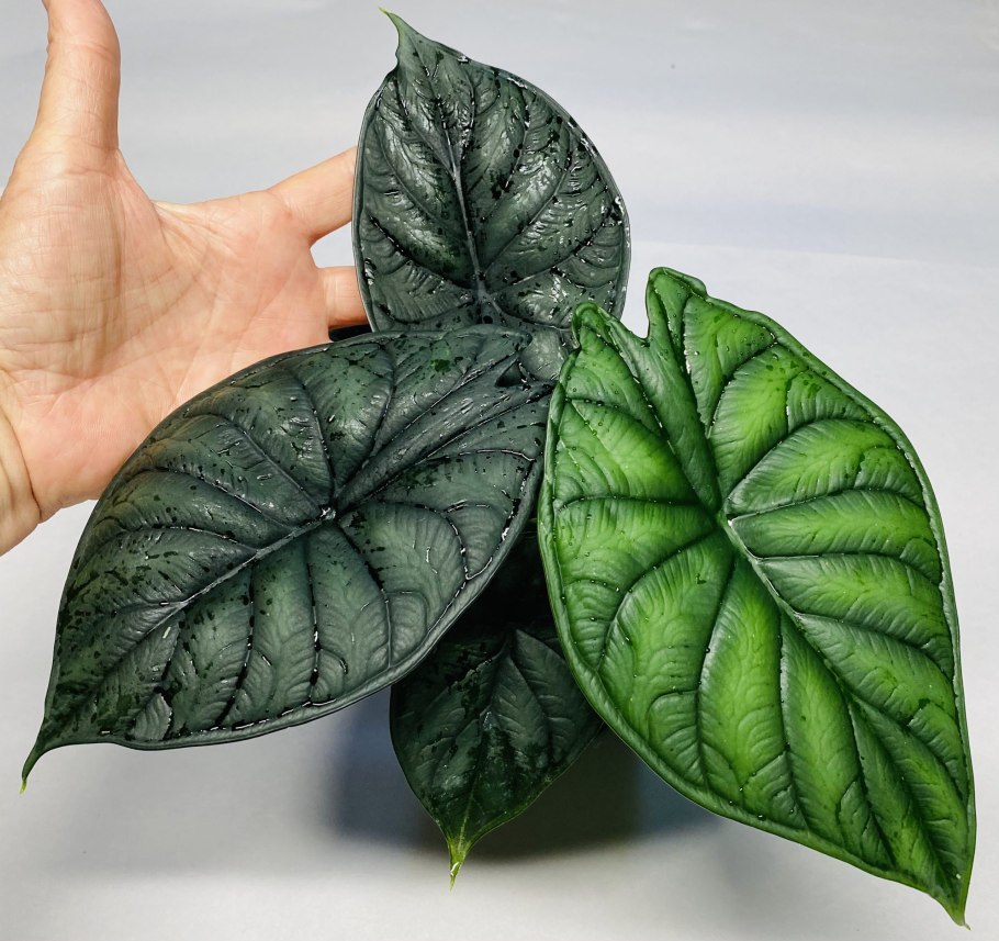 Алоказия Dragon Scale