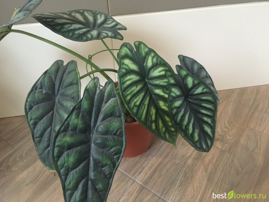 Алоказия дракон Скэйл