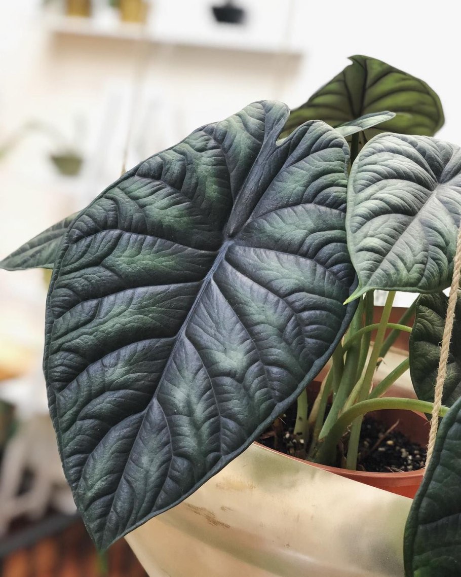 Алоказия синуата