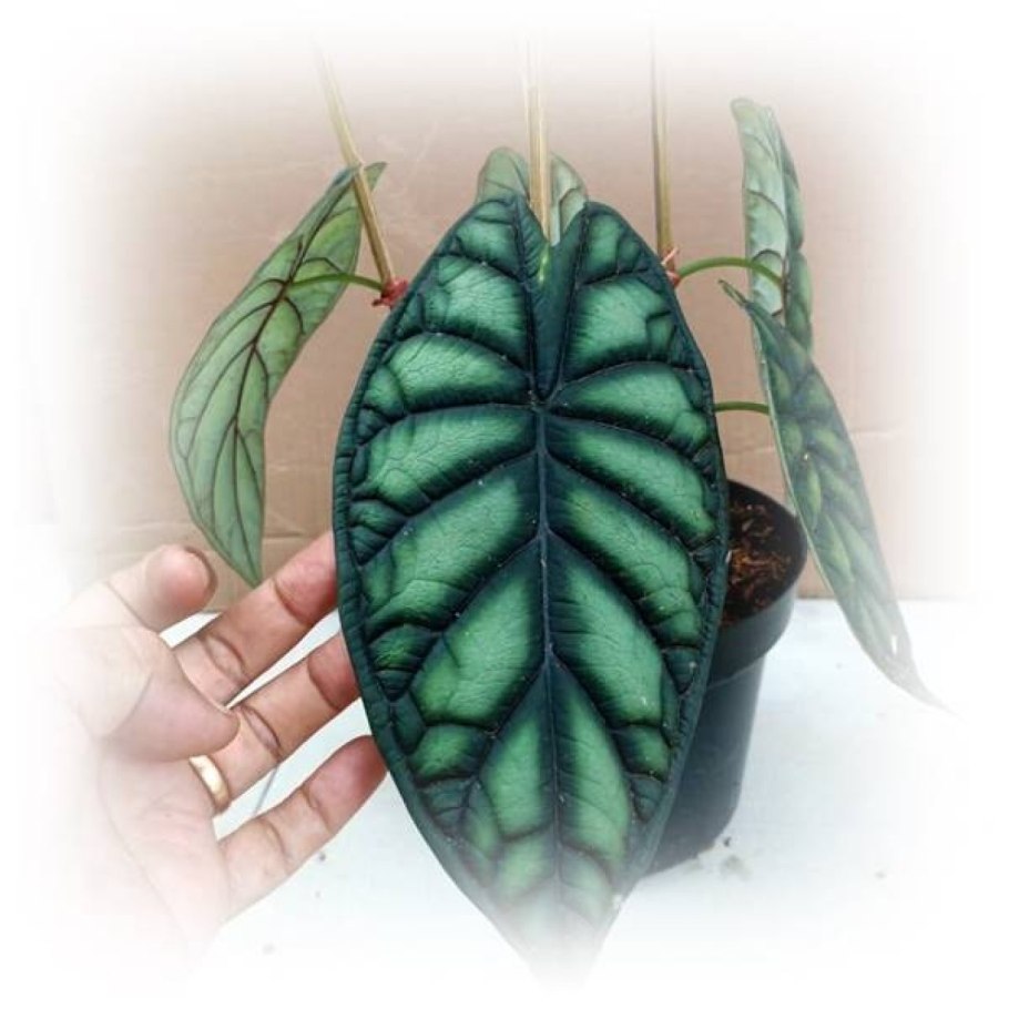 Алоказия дракон Скэйл