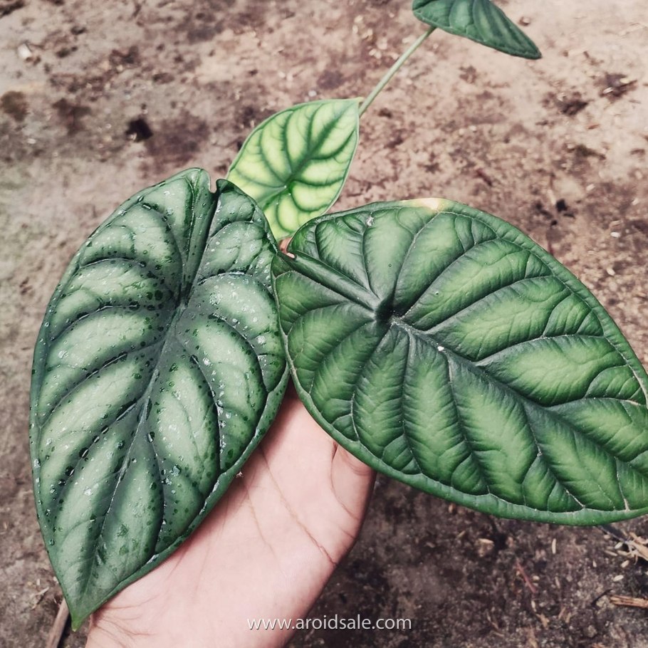 Алоуазия Сильвер дракон