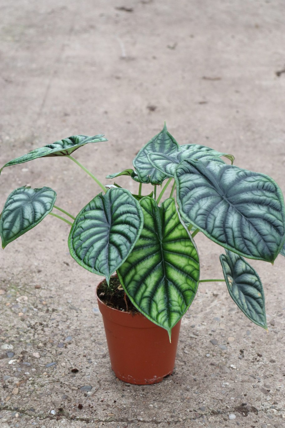 Диффенбахия драгон Скейл