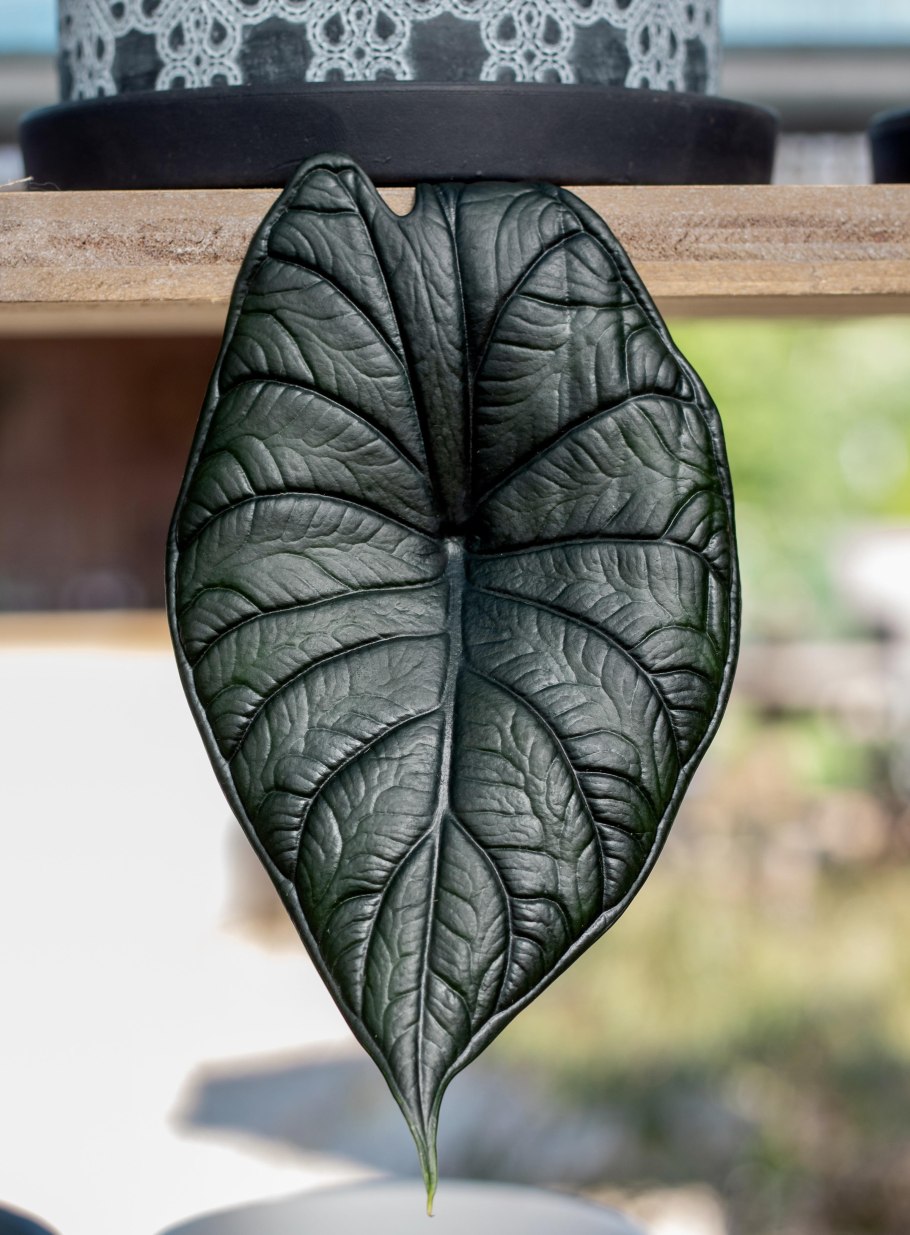 Алоказия драгон