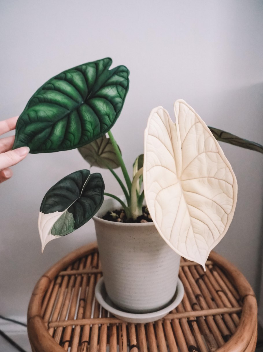 Алоказия сильвер драгон