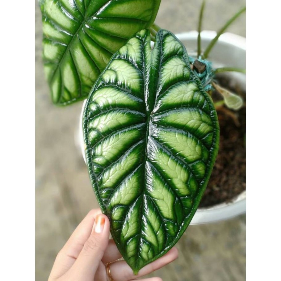 Алоказия дракон Скэйл