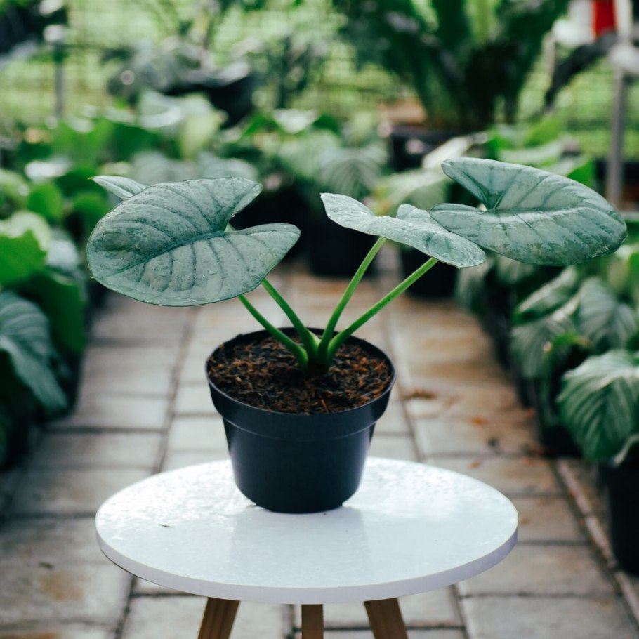 Алоказия драгон