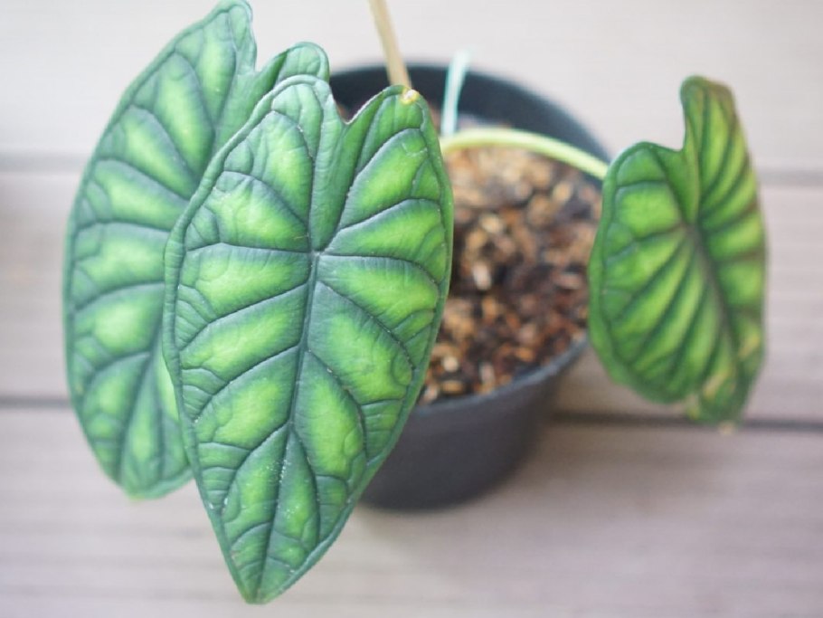 Алоказия Сильвер