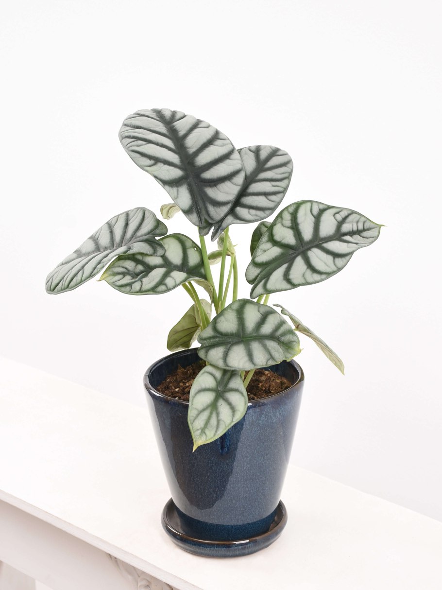 Алоказия сильвер драгон