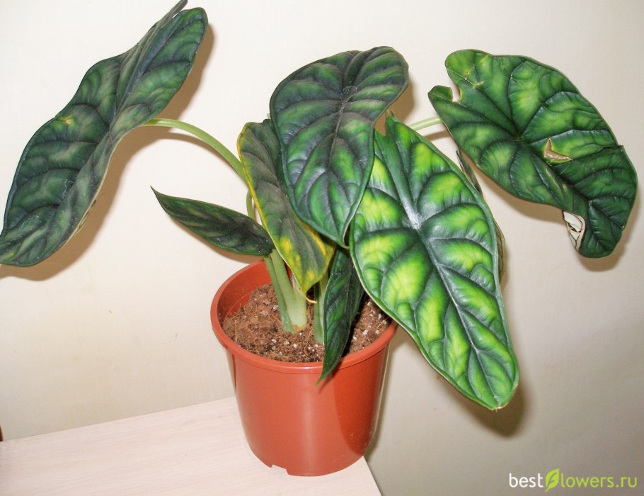 Алоказия дракон Скэйл