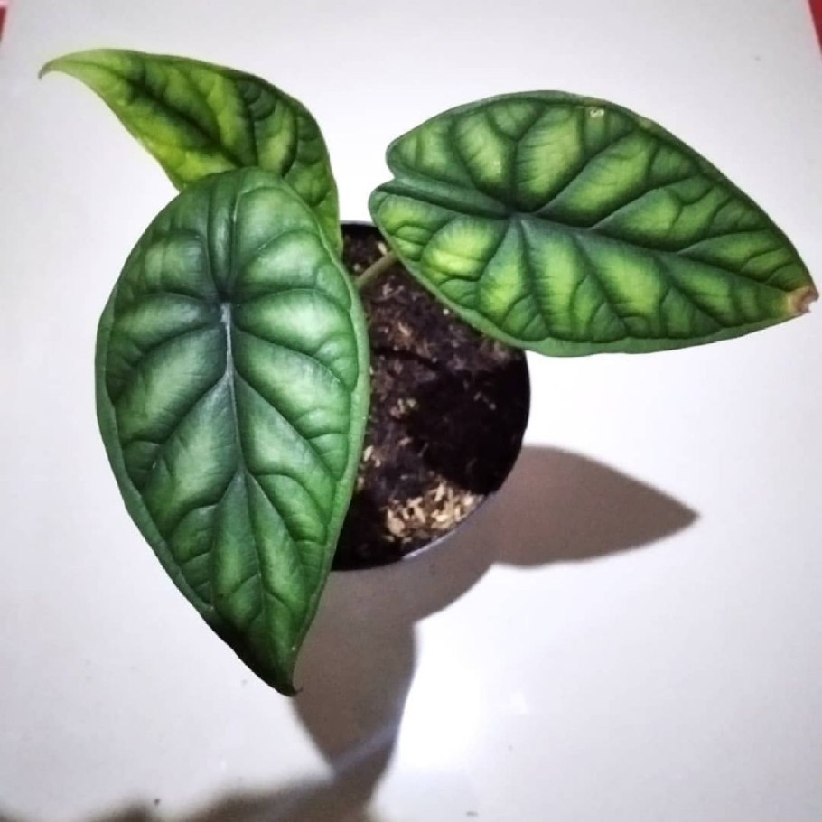 Алоказия дракон скэйл