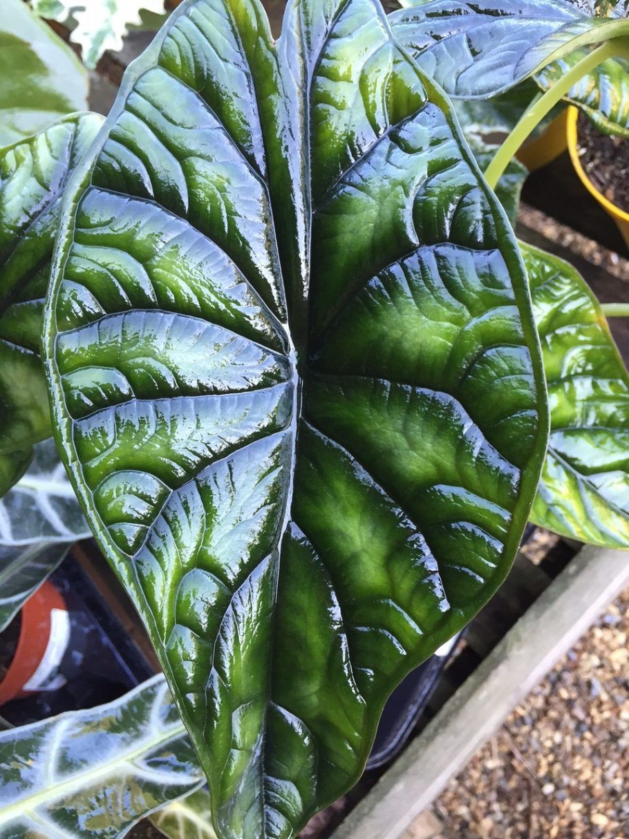 Alocasia 'Silver Dragon'
