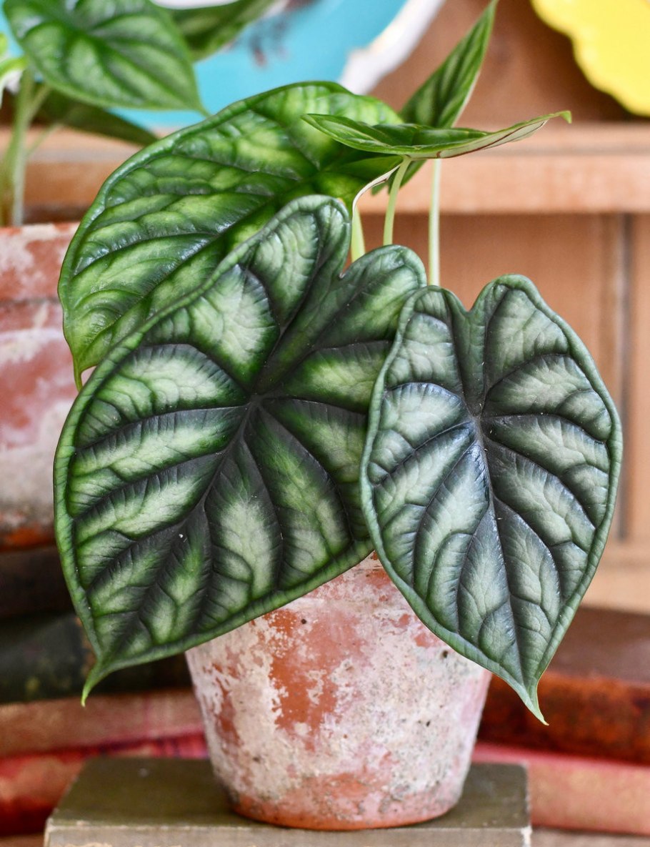 Алоказия голубой дракон