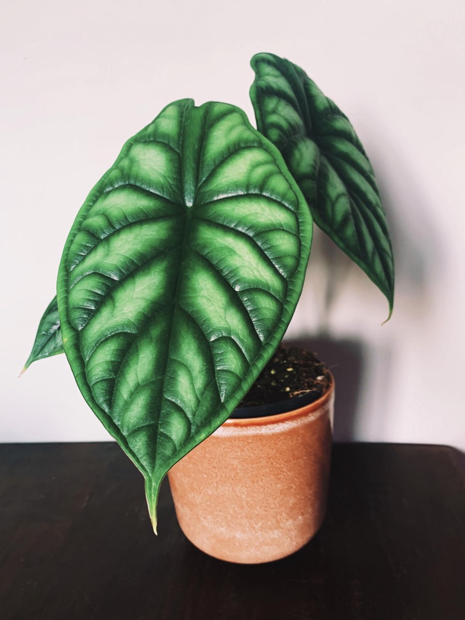 Алоказия дракон Скэйл