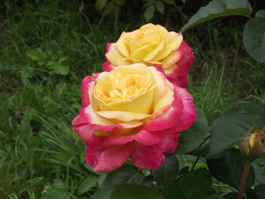 Роза Ориент экспресс