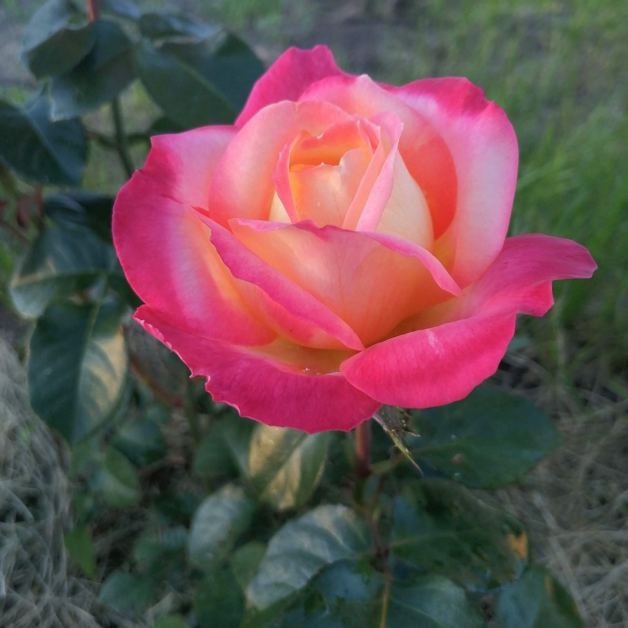 Роза Ориент экспресс чайно-гибридная