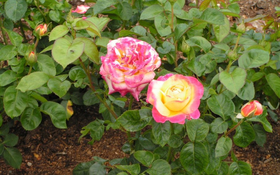 Роза Pullman-Orient-Express