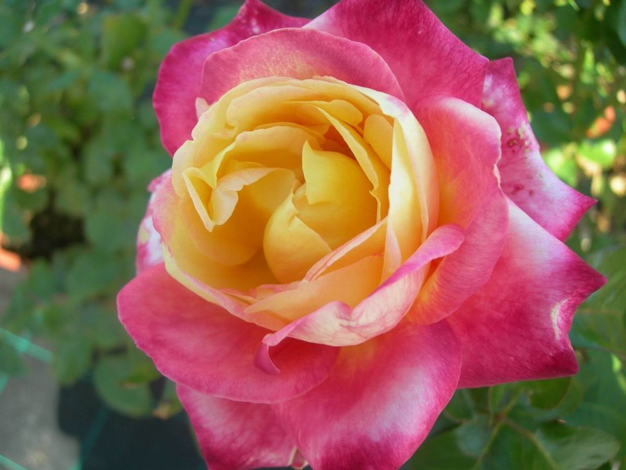 Роза Восточный экспресс