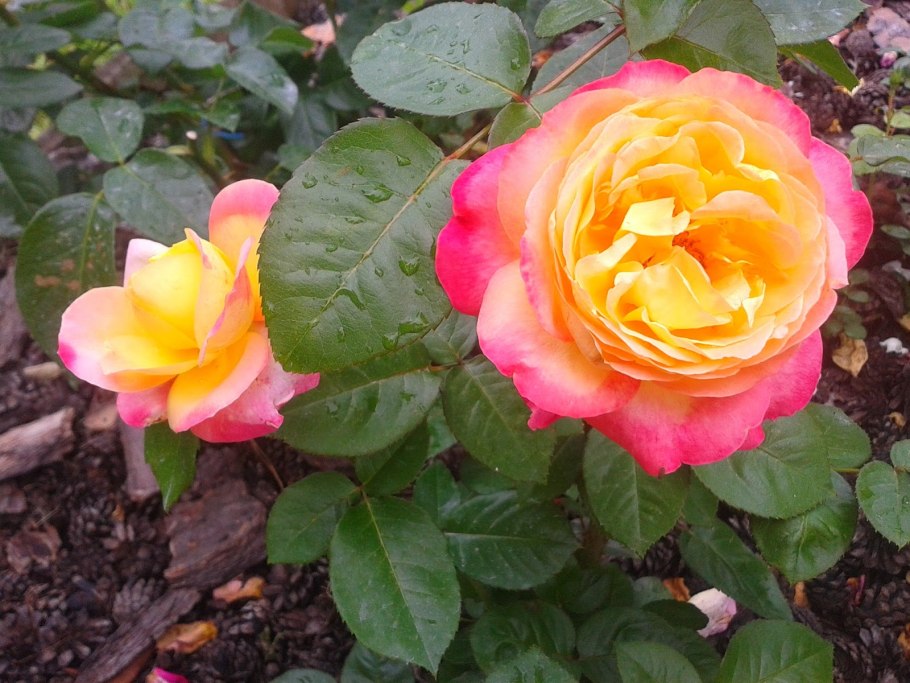 Роза Восточный экспресс