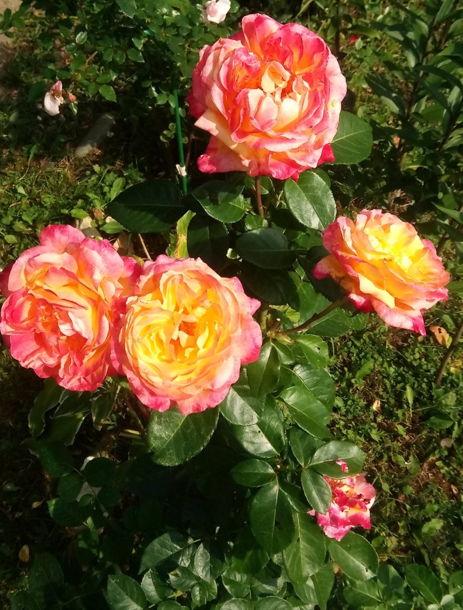 Роза Ориент экспресс