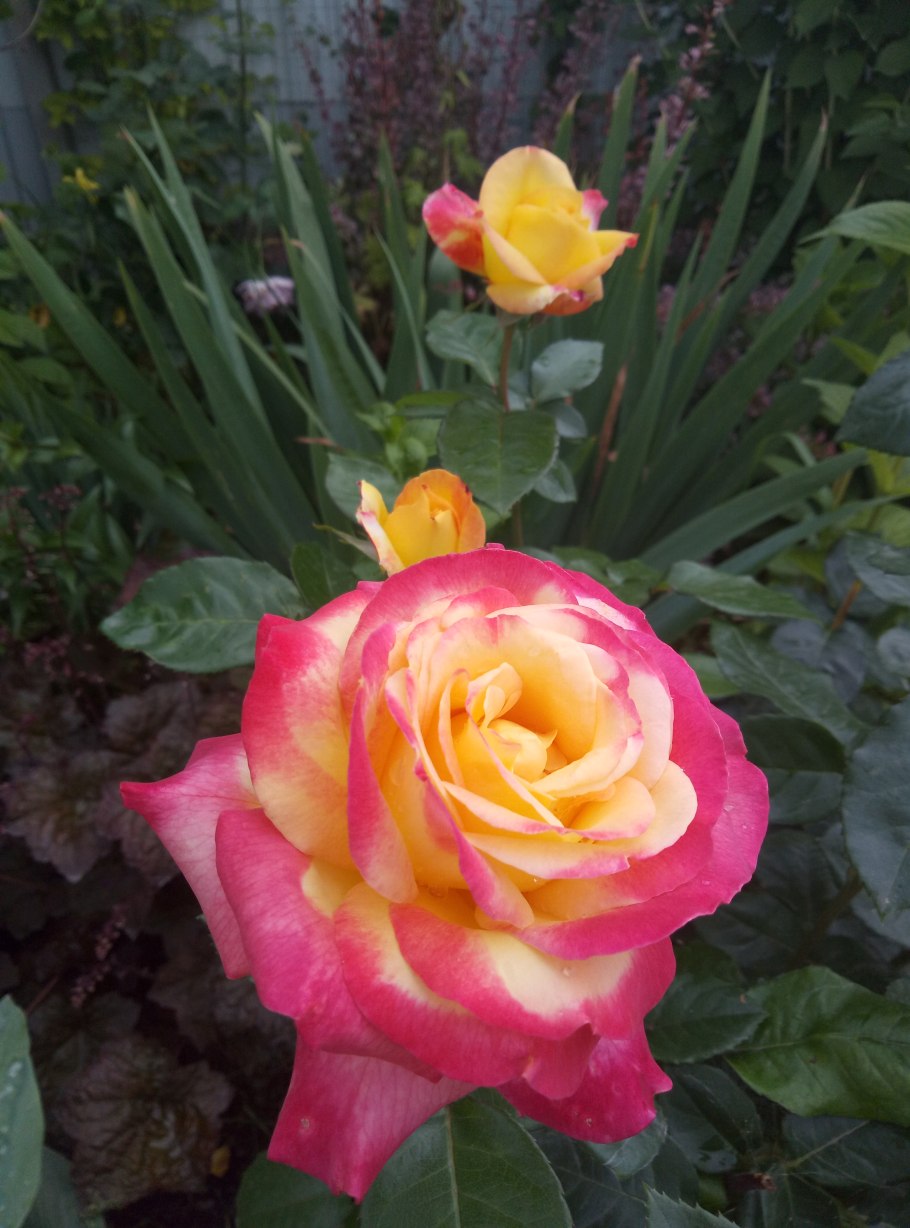 Роза Pullman Orient Express компаньон