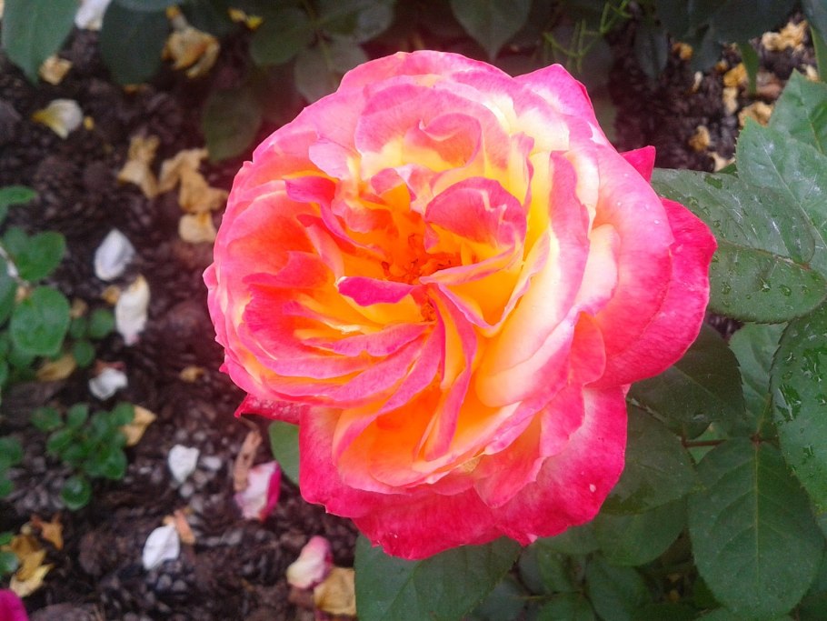 Роза Восточный экспресс