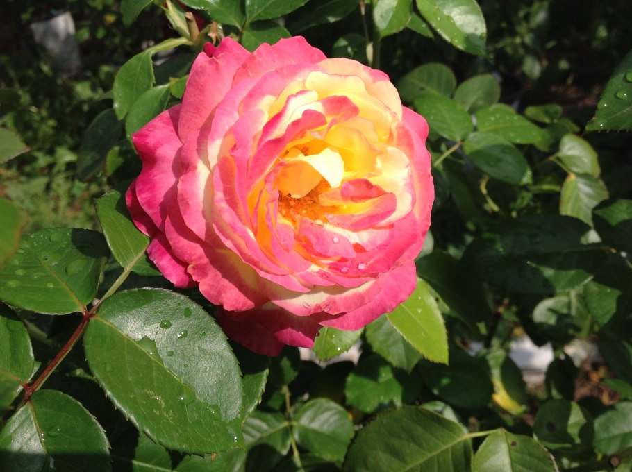 Роза Пульман Ориент штамбовая