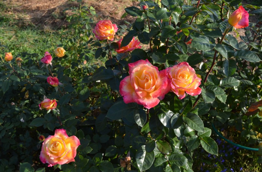 Роза Пульман Ориент экспресс