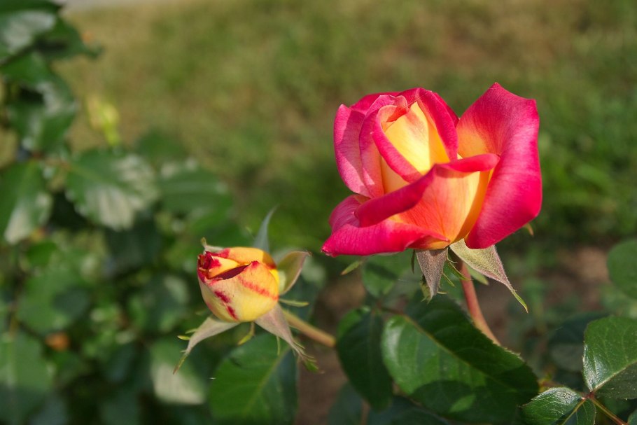 Роза Восточный экспресс