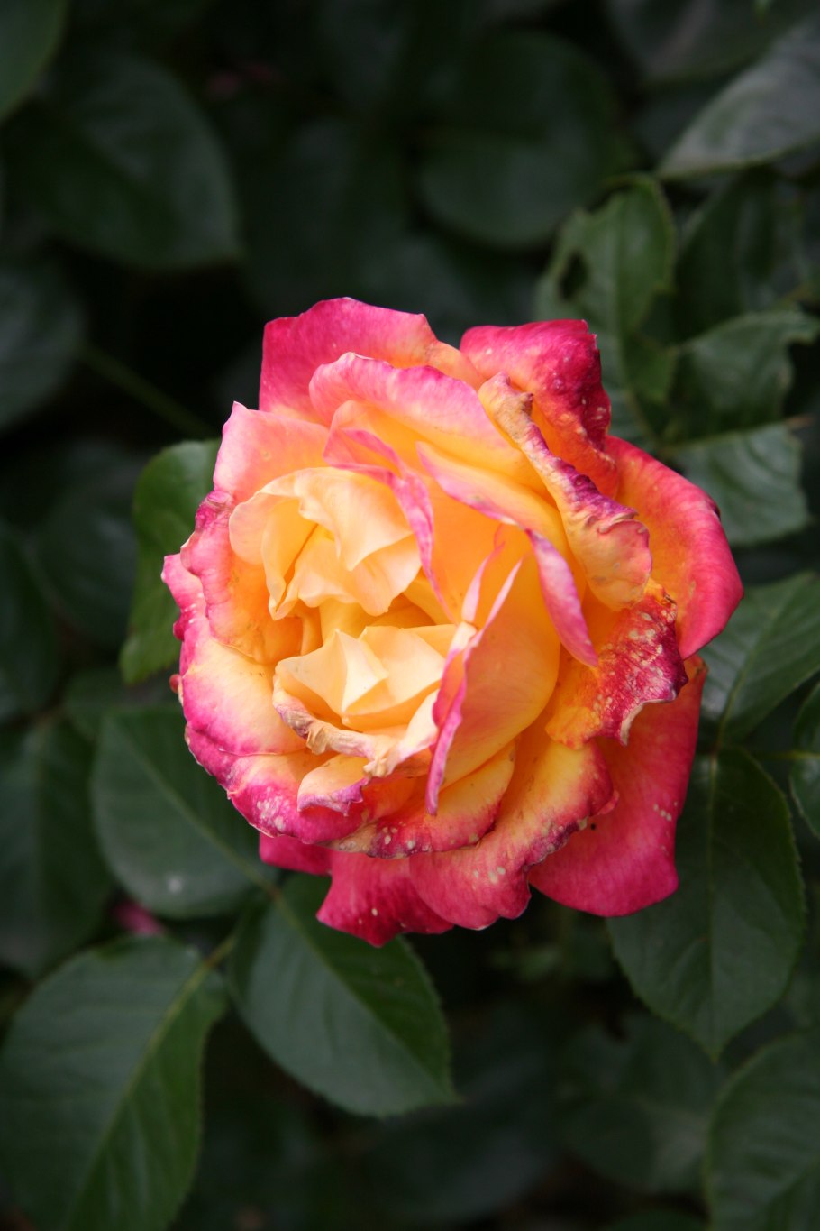 Роза штамбовая Пульман Ориент экспресс