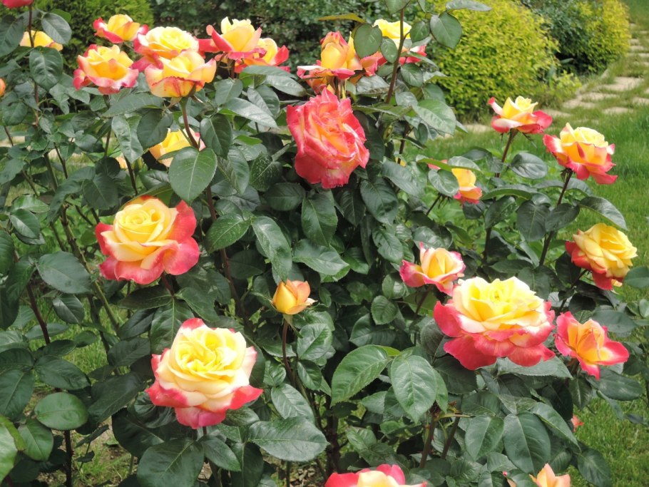 Роза Пульман Ориент экспресс