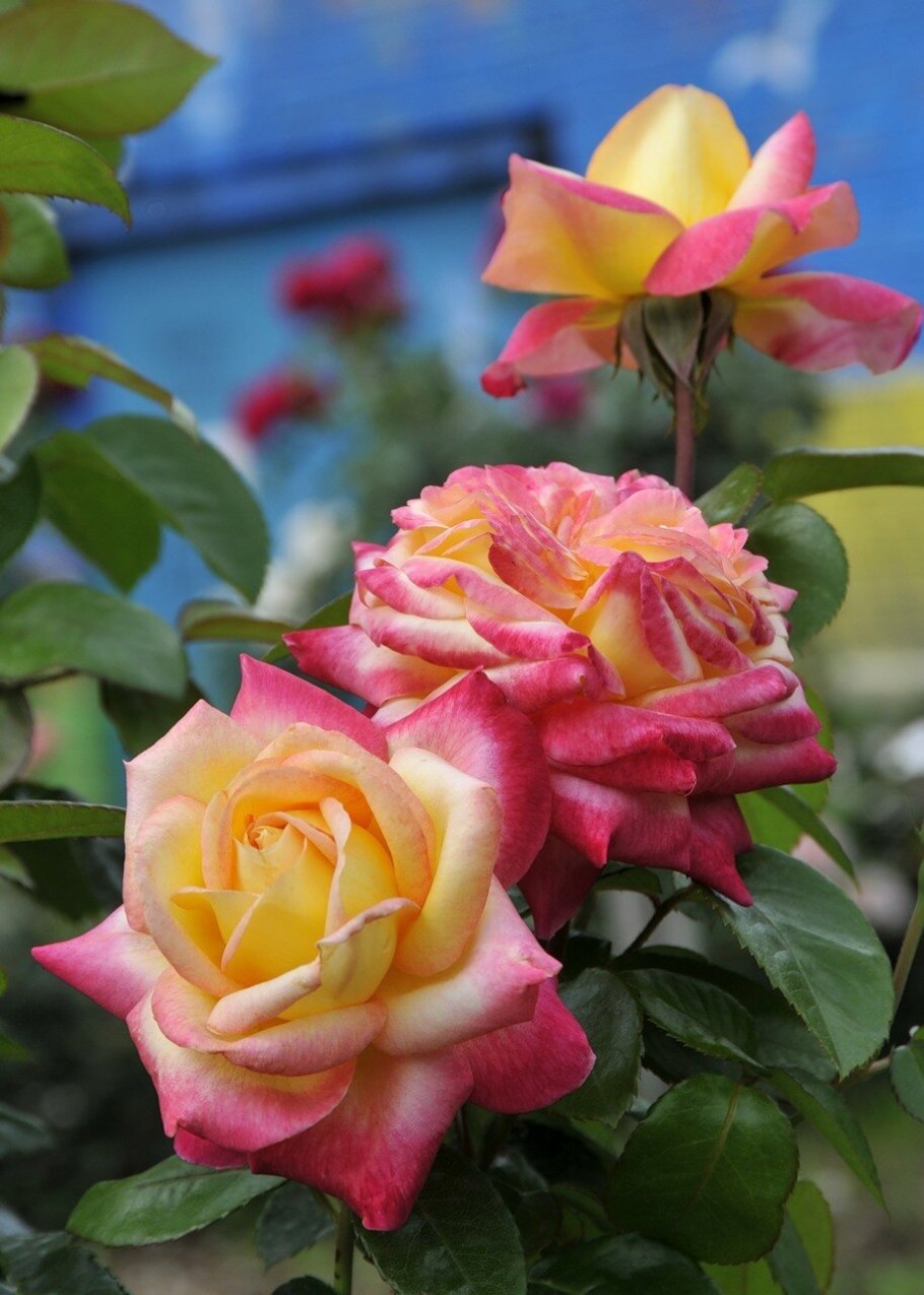 Роза импресарио