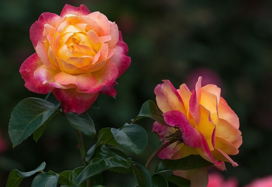 Роза Ориент чайно-гибридная