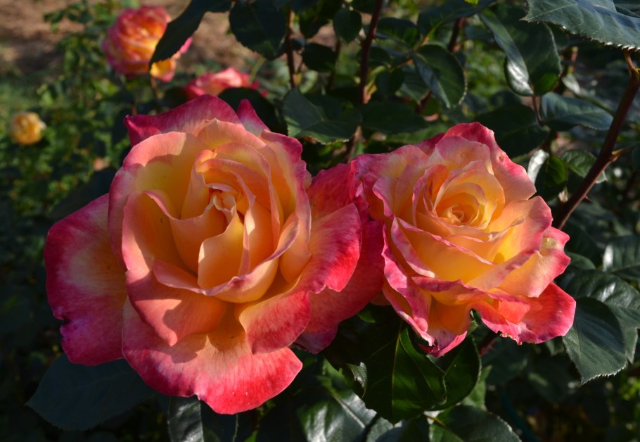 Пульман Ориент экспресс