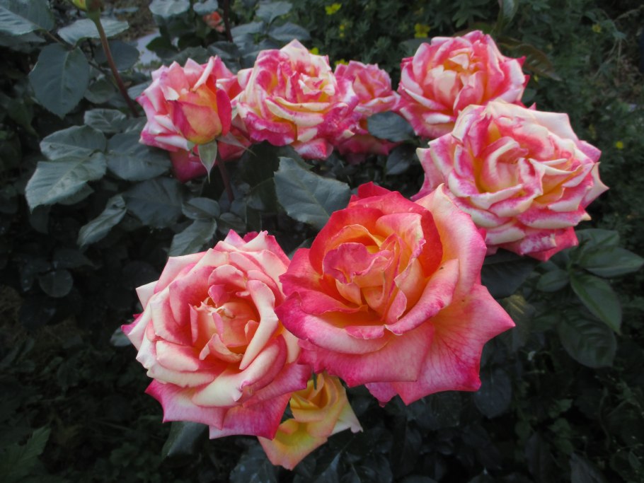 Роза чайно-гибридная Orient Express