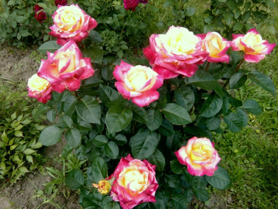 Роза чайно-гибридная Orient Express